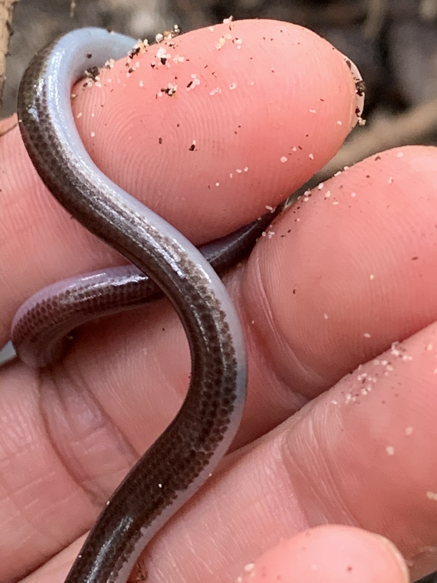 Great Sandy Blind Snake photo 3