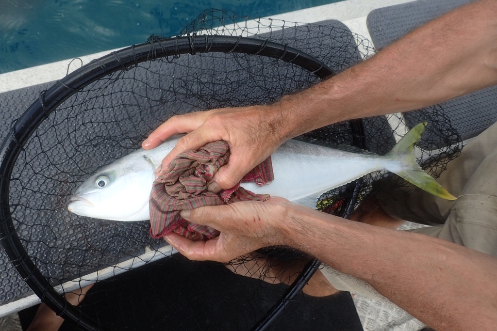 Yellowtail Amberjack