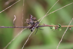 Phalerimeris phalerata