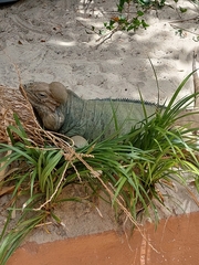 Cyclura cornuta cornuta