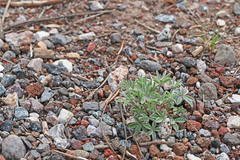 Lupinus lepidus utahensis