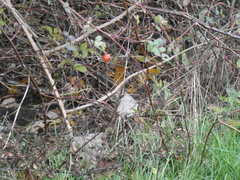Zonotrichia atricapilla