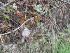 Zonotrichia atricapilla