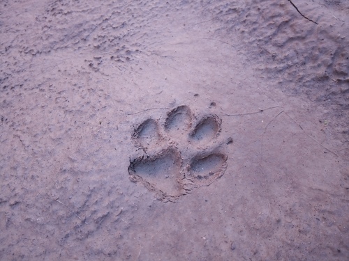 Coyote photographed in Arizona