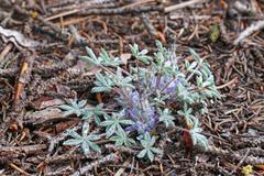 Lupinus lepidus utahensis