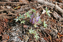 Lupinus lepidus utahensis