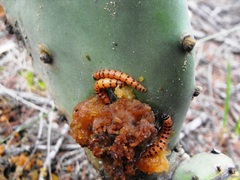 Cactoblastis cactorum