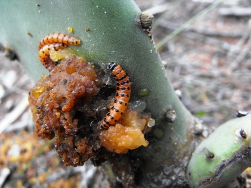 Cactus Moth