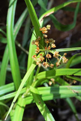 Scirpus polyphyllus