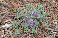 Lupinus lepidus utahensis