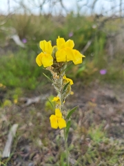 Goodenia glomerata