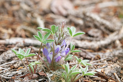 Lupinus lepidus utahensis