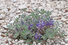 Lupinus lepidus utahensis