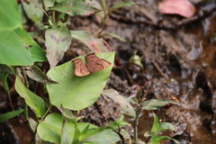 Abisara echerius
