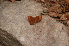 Abisara echerius