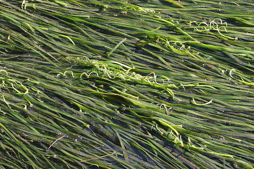 Vallisneria gigantea iNat (2)