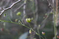 Wissadula amplissima