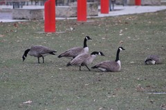 Branta canadensis