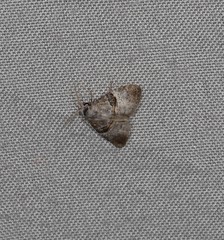 Acatapaustus mesoleuca