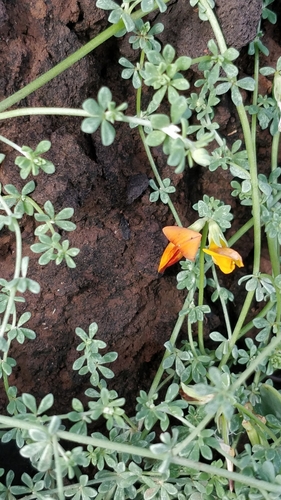 trevina