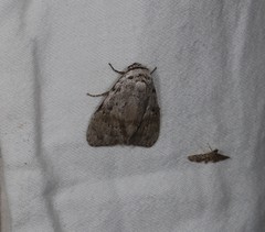 Barasa cymatistis