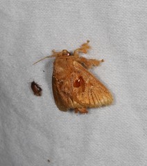 Chalcocelis albiguttatus