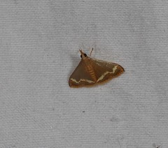 Clupeosoma pellucidalis