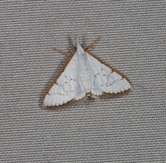 Cirrhochrista punctulata