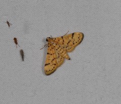 Conogethes diminutiva