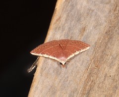 Corgatha figuralis