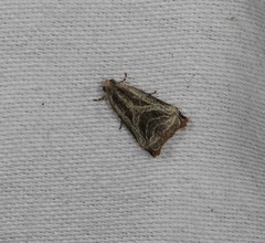 Dactylioglypha tonica