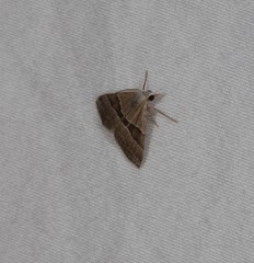 Dichromodes mesotoma