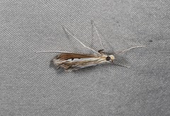 Euclasta maceratalis