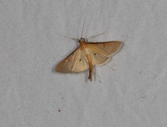 Ectadiosoma straminea