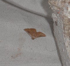 Eublemma latericolor