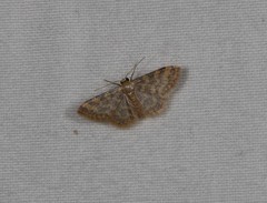 Idaea simplex