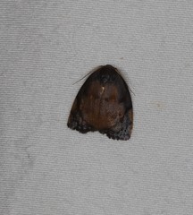Hemonia micrommata