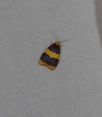 Heterallactis phlogozona