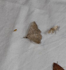 Heterormista modesta