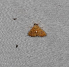 Hyalobathra aequalis