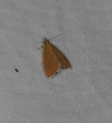Hyalobathra brevialis