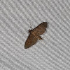 Hymenoptychis sordida