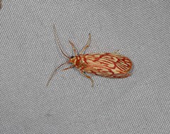 Lactura erythractis
