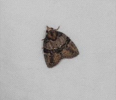 Lophothripa vitea