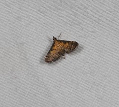 Metasia polytima