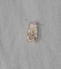 Niphopyralis chionesis