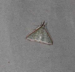 Myrmidonistis hoplora