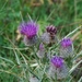 Cirsium tenoreanum - Photo (c) Maria Rita Gelso, some rights reserved (CC BY-NC), uploaded by Maria Rita Gelso