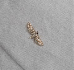 Parapoynx dentizonalis