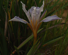 Iris macrosiphon